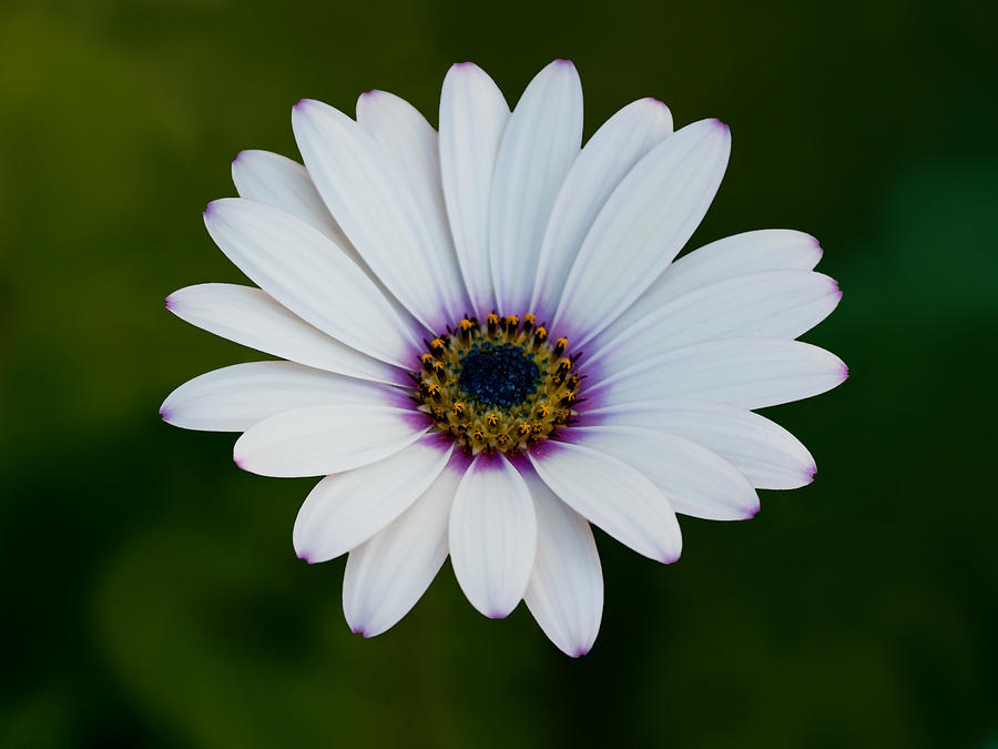 White African Daisy Photograph by Bel Menpes