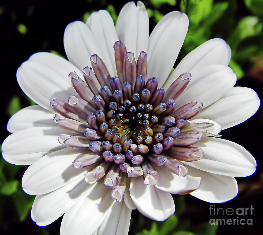 White African Daisy Photograph by D Hackett