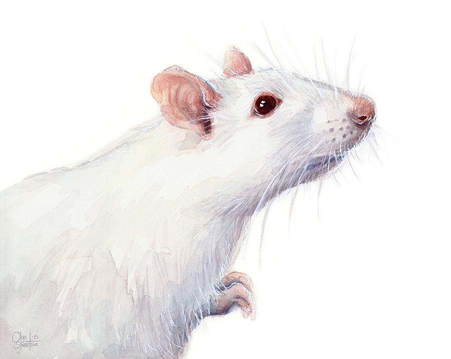 Mouse Painting - White Albino Rat Watercolor by Olga Shvartsur