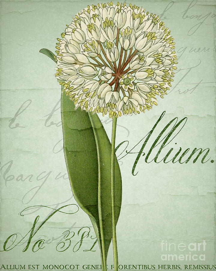 White Allium Painting - White Allium I by Mindy Sommers