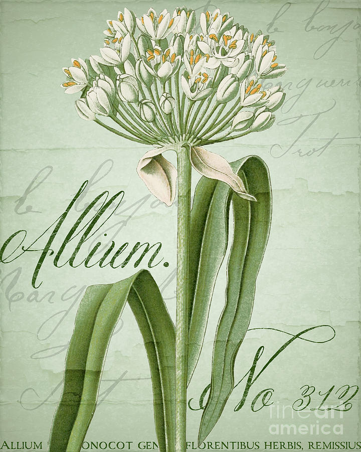 White Allium Painting - White Allium II by Mindy Sommers