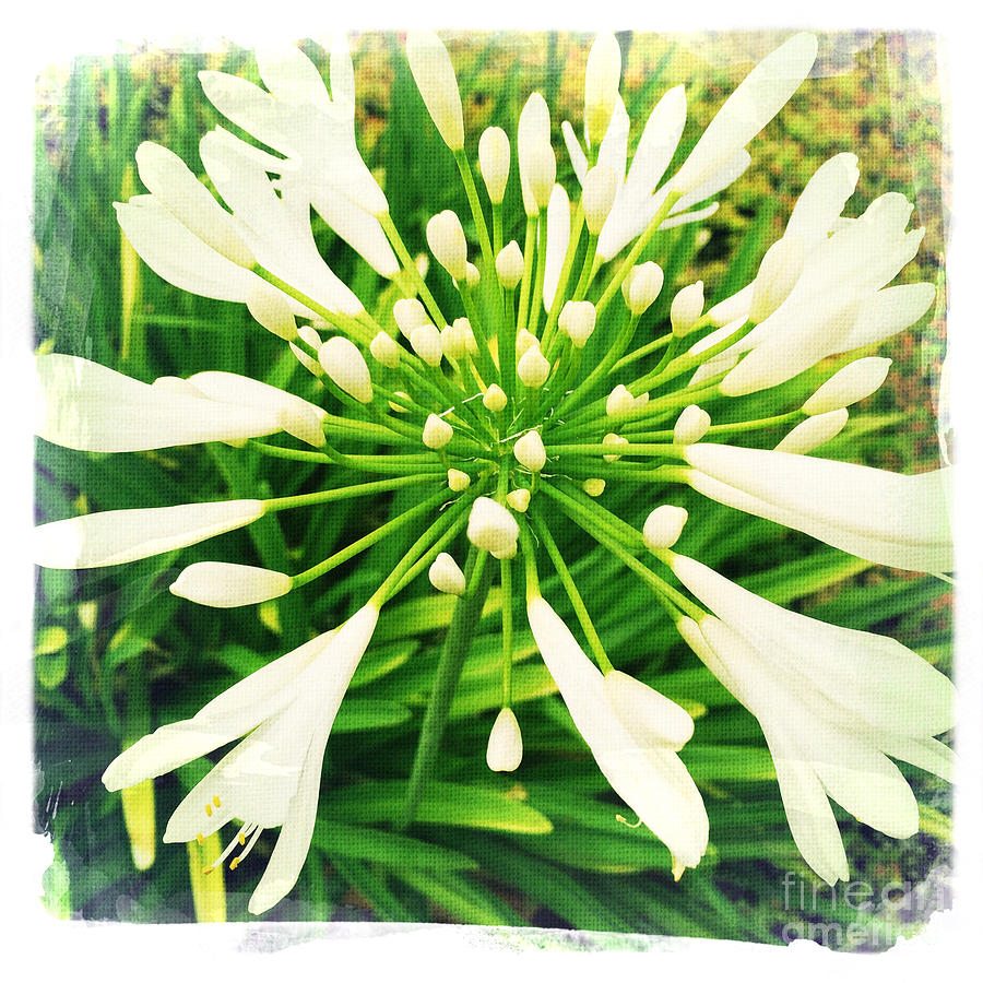 White Allium Photograph by Nina Prommer