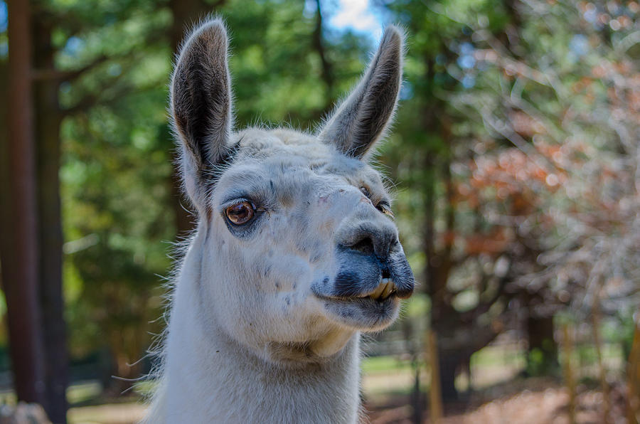 White Alpaca Photograph by Linda Howes - Fine Art America