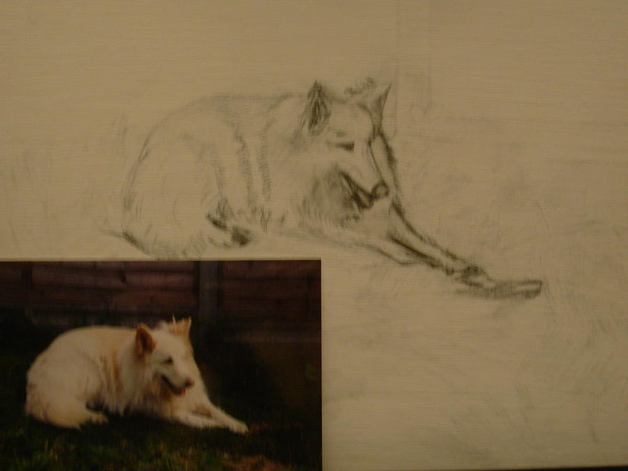 White Alsatian Drawing by Sophia Landau Fine Art America