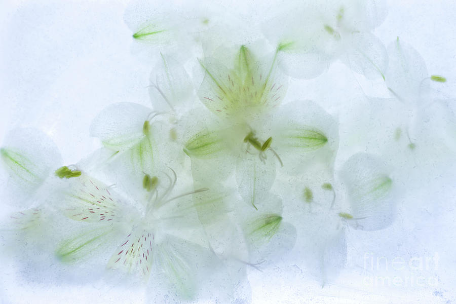 White Alstroemeria Encased in Ice Photograph by Ann Garrett