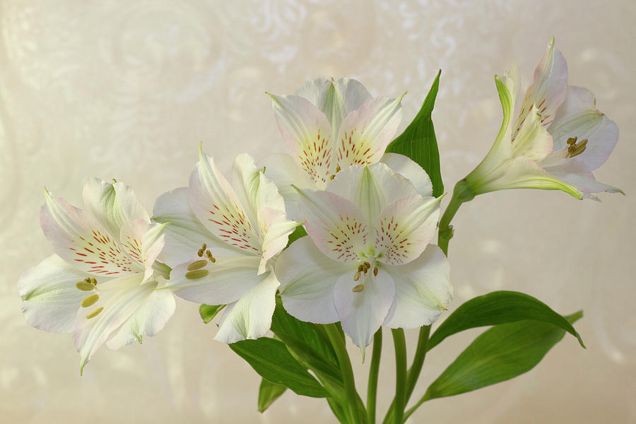 Lily Photograph - White Alstromeria Lily Flowers  by Sandra Foster
