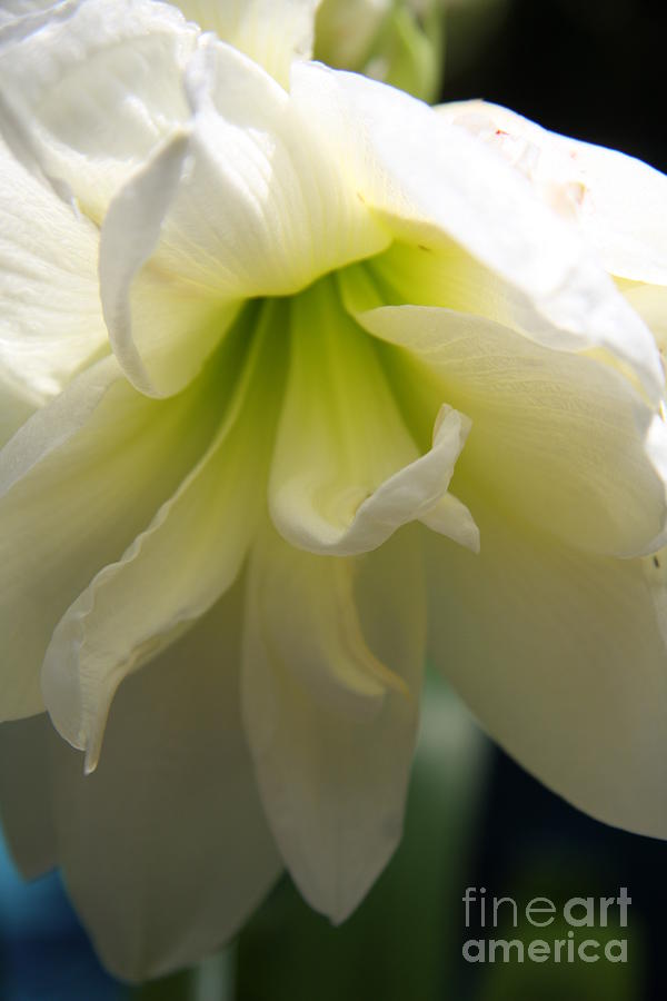 Nature Photograph - White Amarillys Close Up by Christiane Schulze Art And Photography