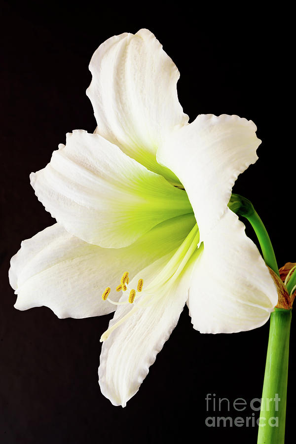 White Amaryllis Photograph by Colin Rayner