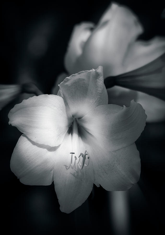 Nature Photograph - White Amaryllis  by Saija Lehtonen