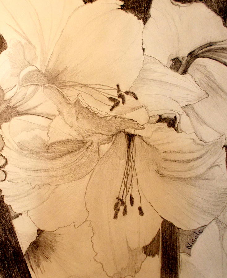 White Amaryllis Sketch Drawing