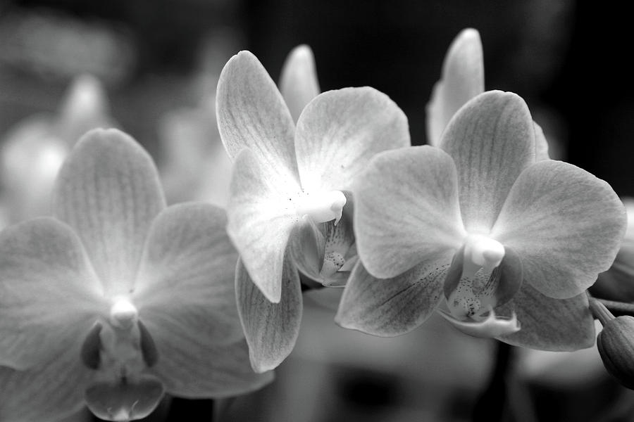 White and black orchids Photograph by Lali Kacharava - Fine Art America