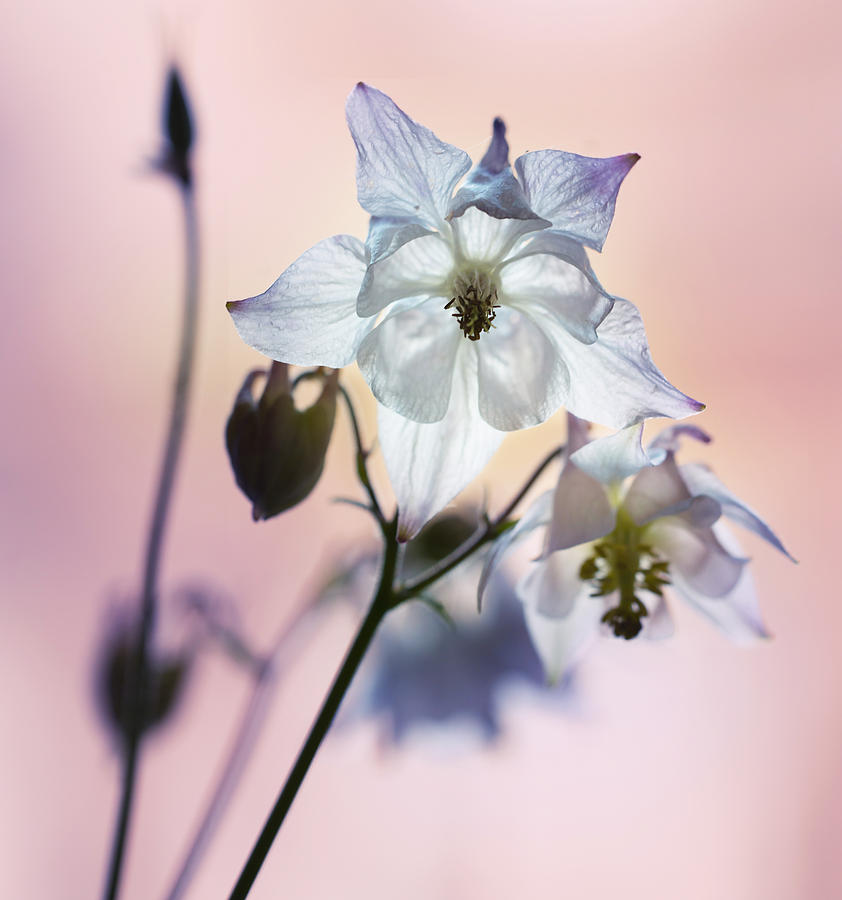 White and blue columbine flowers Photograph by Jaroslaw Blaminsky