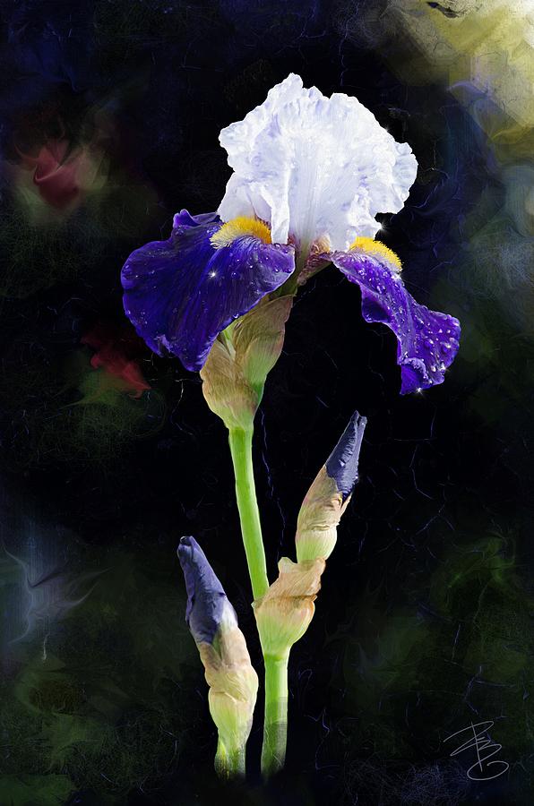 White and Blue iris Digital Art by Debra Baldwin