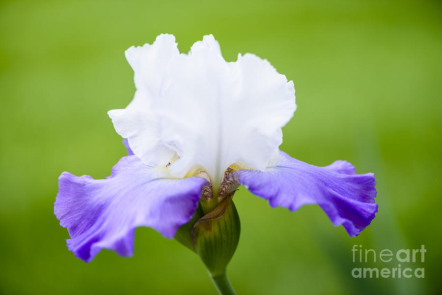 White and Blue Iris Photograph by Oscar Gutierrez