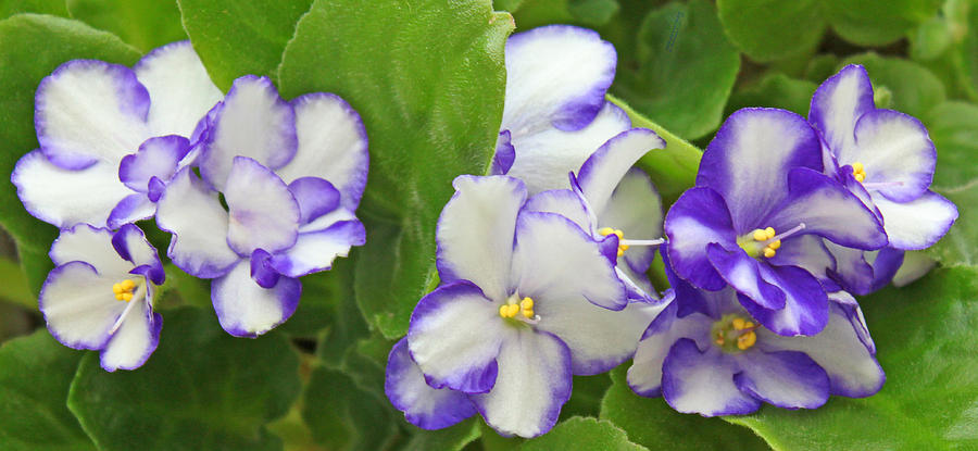 White And Blue Violets Photograph by Carl Deaville