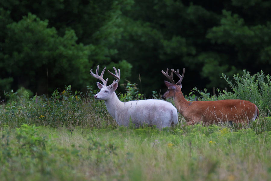 White and Brown Bucks Photograph by Brook Burling