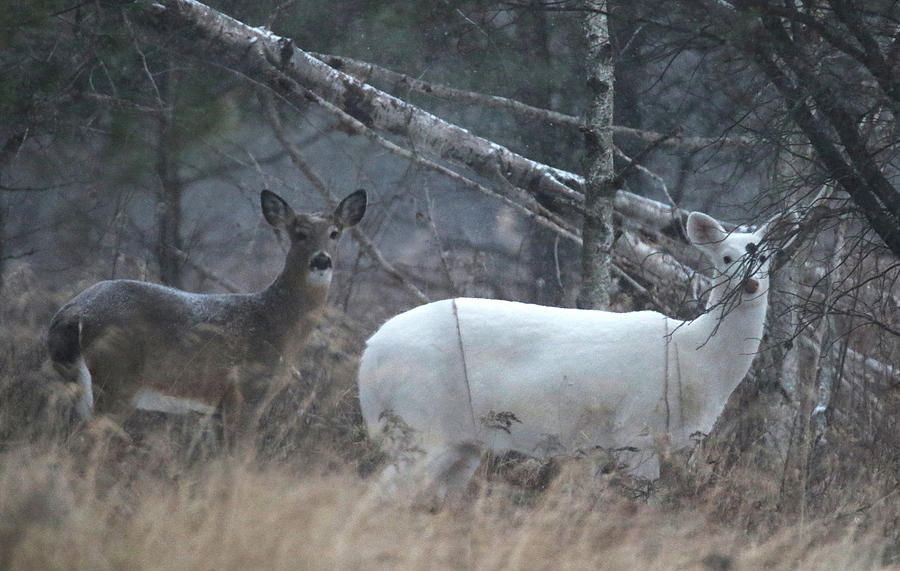 White and Brown Deer Pano 2 Photograph by Brook Burling