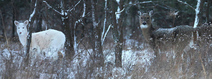 White and Brown Deer Pano Photograph by Brook Burling