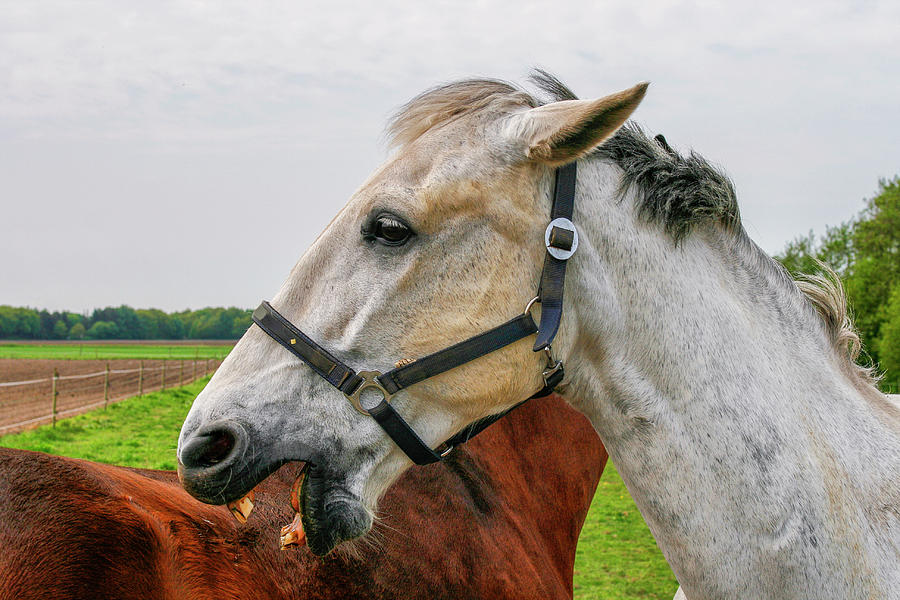 White and brown horse Photograph by Patricia Hofmeester