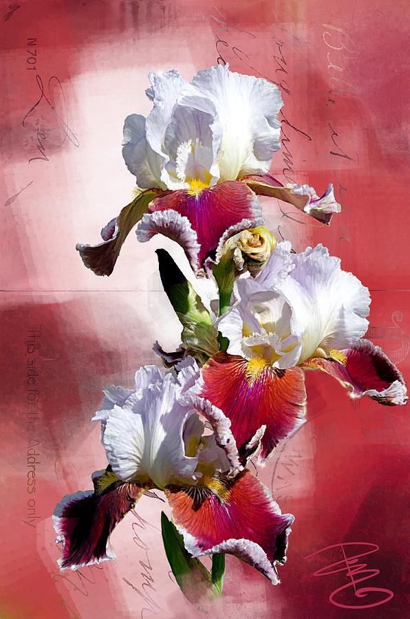 White and Burgundy Irises Digital Art by Debra Baldwin