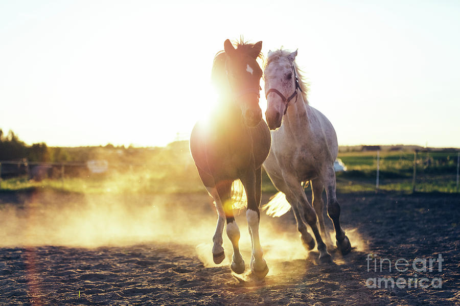 White and dark horse gallopading in the sand Photograph by Michal Bednarek