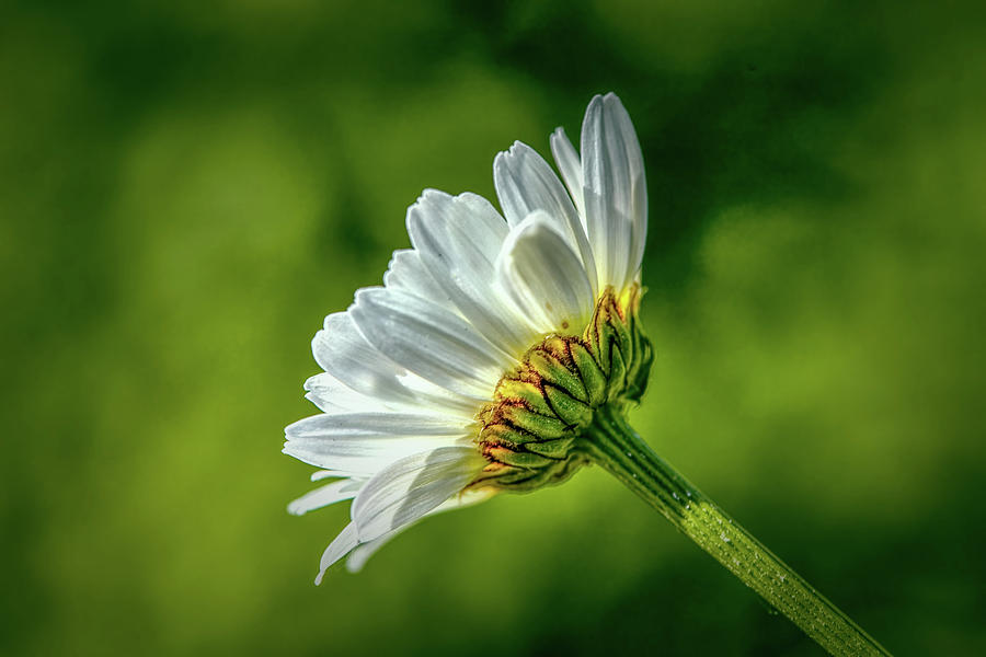 White And Green #h5 Photograph by Leif Sohlman