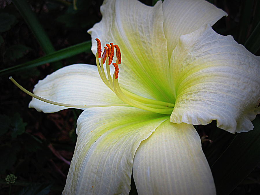Flower Photograph - White and Green Lily by Bonita Brandt