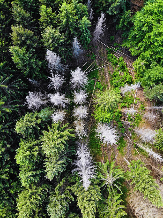 White and green trees from above aerial view Photograph by Matthias Hauser