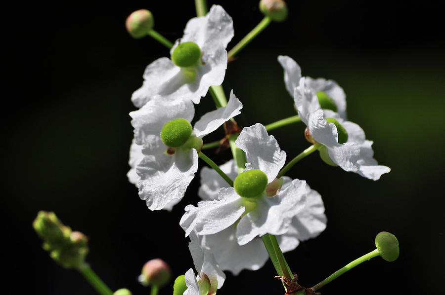 White and Green Wildflowers Photograph by Frances Ann Hattier