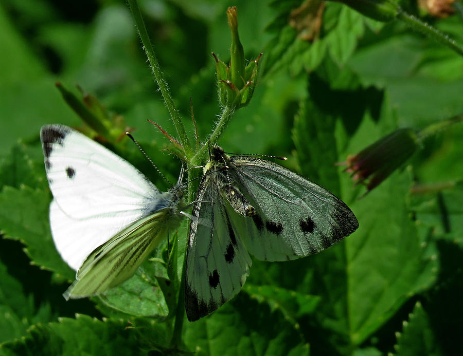White and Grey Green Wings Photograph by John Topman
