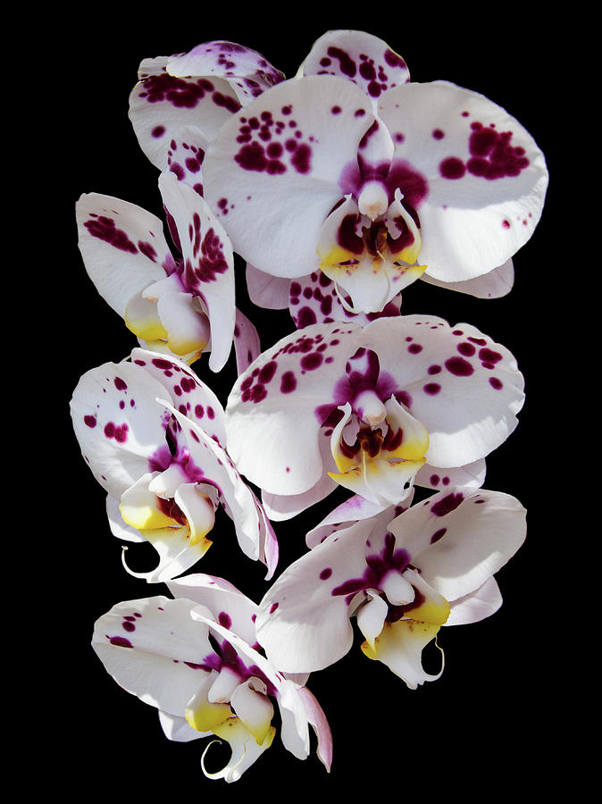 White and Magenta Orchids Photograph by Bob Slitzan