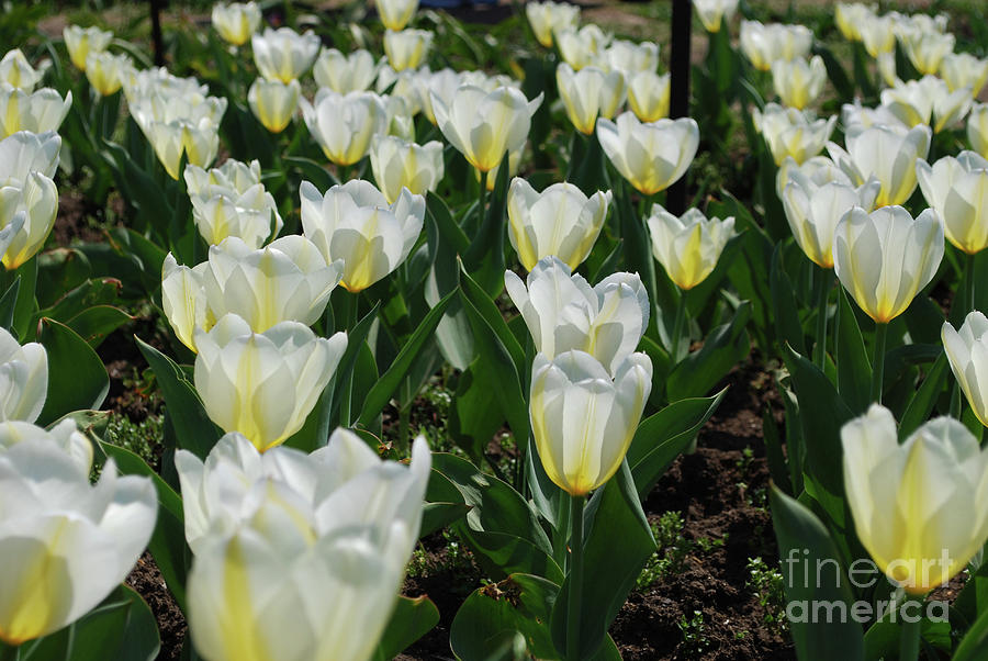 White and Pale Yellow Tulips in a Bulb Garden Photograph by DejaVu Designs