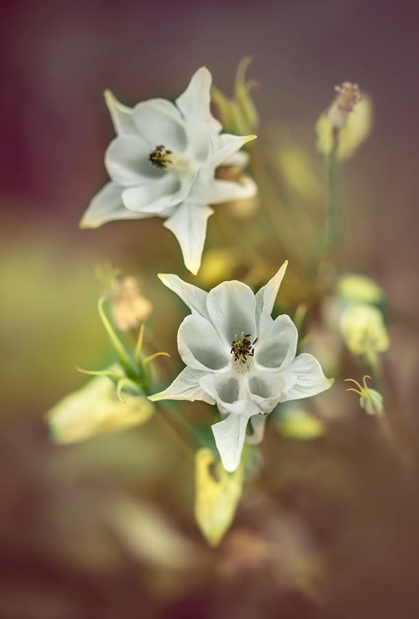 Flower Photograph - White and pastel yellow columbine flowers by Jaroslaw Blaminsky