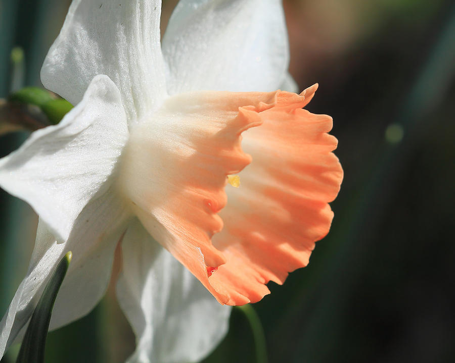White and Peach Daffodil Photograph by Angela Murdock