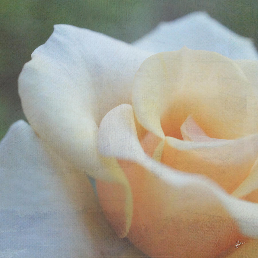 White and Peach Rose Photograph by TK Goforth