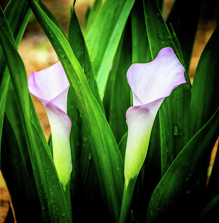 White and Pink Callas Digital Art by Ed Stines