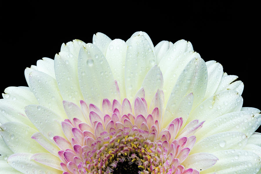 White and Pink Daisy Photograph by Tammy Ray