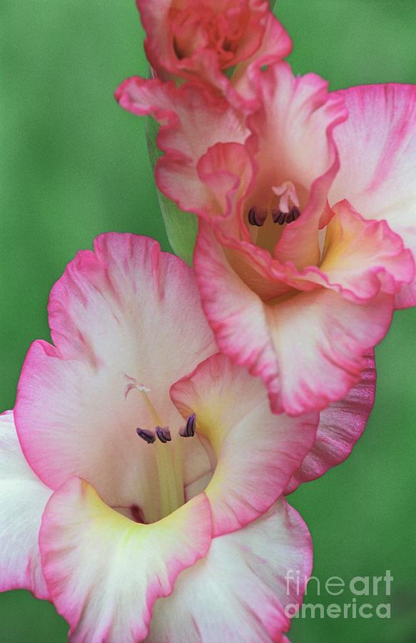 White and Pink Gladiola Photograph by James B Toy