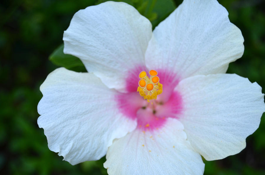 White and Pink Hibiscus Photograph by Amy Fose