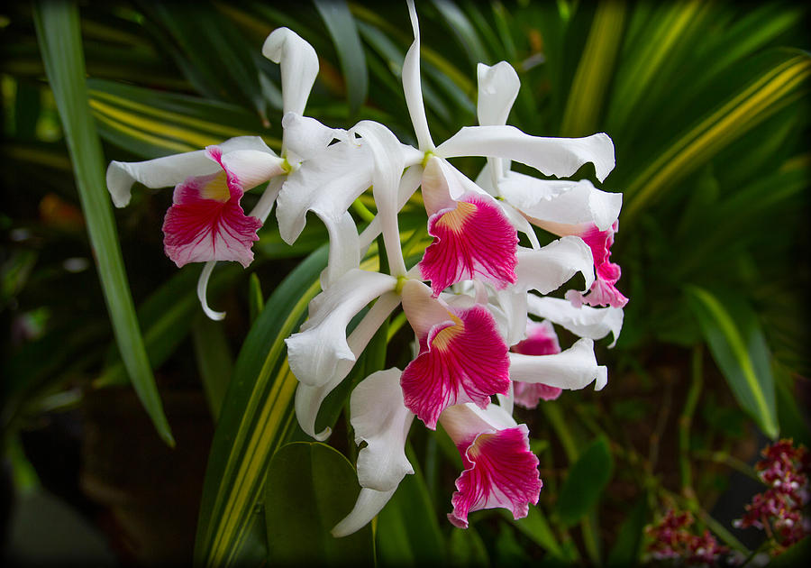 White and Pink Orchid Burst Photograph by Bonnie Follett