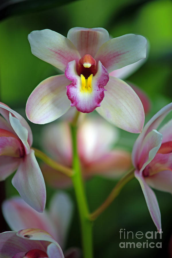White and Pink Orchids Photograph by Randy Harris