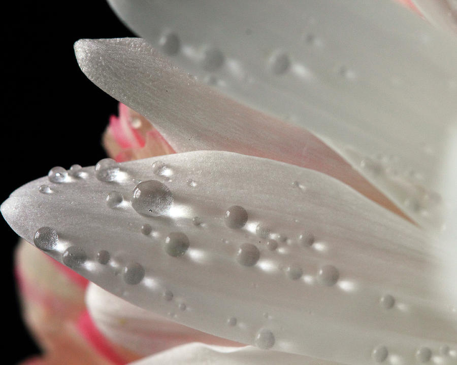 White and Pink Petals Photograph by Angela Murdock