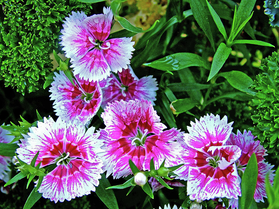 White and Pink Sweet William in Bellingrath Gardens, Mobile, Alabama Photograph by Ruth Hager