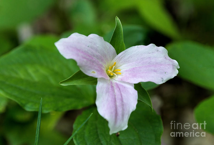Nature Photograph - White and pink trillium flower by Les Palenik