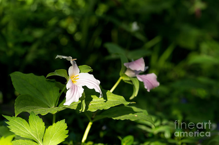 White and pink trillium flowers Photograph by Les Palenik