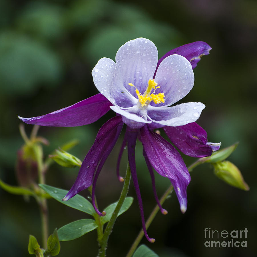 Nature Photograph - White and Purple Columbine with Water Drops - SQ by M J