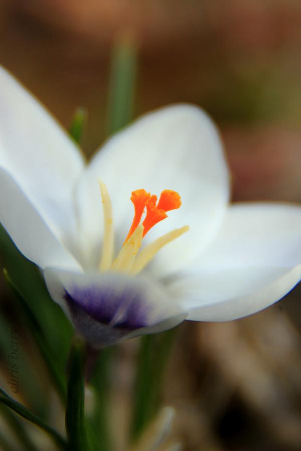 Iris Photograph - White and Purple Crocus Macro by Chris Berry