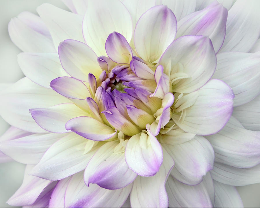 White and Purple Dahlia Photograph by Ann Bridges