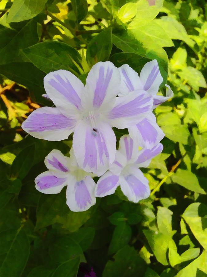 White and purple flowers Photograph by Ashish Agarwal