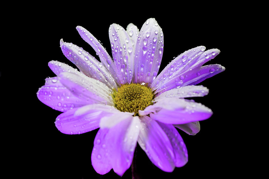 White and purple glow daisy flower Photograph by Lilia S